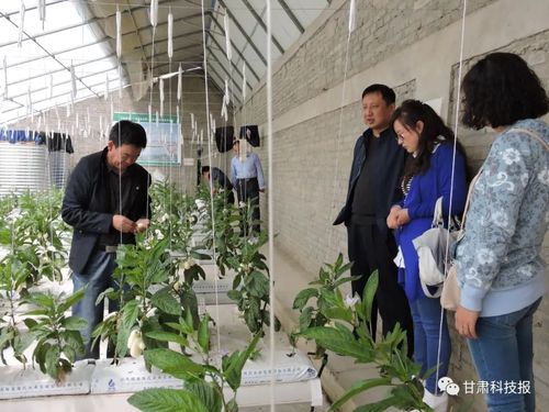 服务绿色农业发展——记甘肃省科学院生物研究所农业生物技术研究室