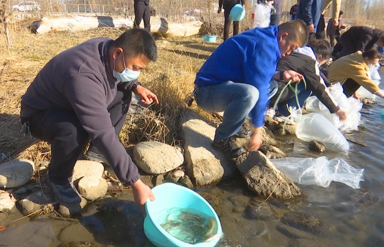 通过积极开展对喀什河流域土著鱼的人工驯化养殖,从筛选原种,亲鱼培育