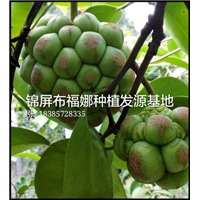 供应重庆【菠萝葡萄】种植技术/菠萝葡萄苗木