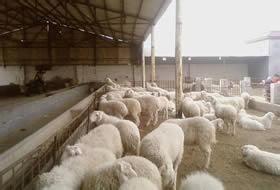 四川广安哪里有波尔山羊养殖场波尔山羊羊羔价格_农副产品_世界工厂网